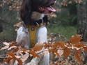 Field Trial Springer Spaniel Wilma