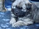 Eurasier Aya