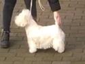 West highland white terrier la gry,s liv