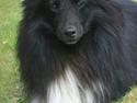 Shetland sheepdog Joey