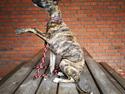 Whippet Galanta Whippets Colombine *Ciah*