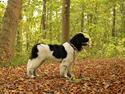 Newfoundlænder Fluffy Avanch Olga