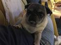 Mops Bette Bitten