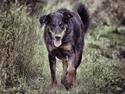 Beauceron Jesse