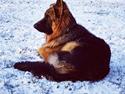 Schæferhund Crest4ever Feel Proud aka Jax