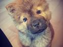 Chow chow Djuno