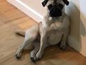 Mops Åse