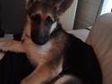Schæferhund Sif