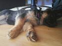 Schæferhund Aya (Vennebjergs Olivia)