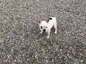 Fransk bulldog Snowie