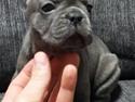 Fransk bulldog Gabby