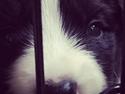 Border collie Hokú Ohana's Amazing Benji