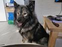 Eurasier Kenzo