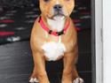Staffordshire bull terrier * MOUSE *