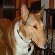 Collie korthåret Balder