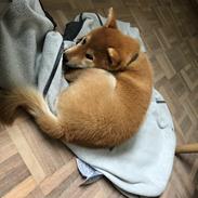 Shiba Astrid