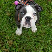 Olde english bulldogge Anvig By Phoenix Strawberry Diaqiri.   ( Alba )