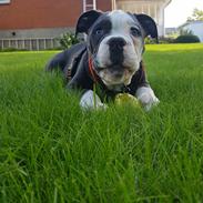 Olde english bulldogge Anvig By Phoenix Strawberry Diaqiri.   ( Alba )