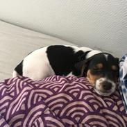 Dansk svensk gaardhund Lhamo