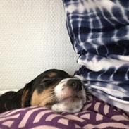 Dansk svensk gaardhund Lhamo