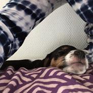 Dansk svensk gaardhund Lhamo