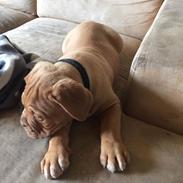 Dogue de bordeaux Hooch Junior