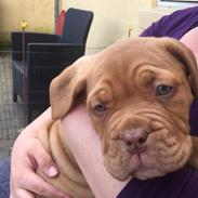 Dogue de bordeaux Hooch Junior