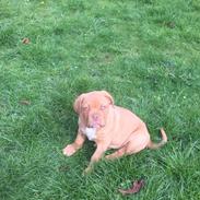 Dogue de bordeaux Hooch Junior