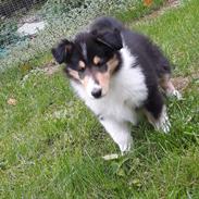 Collie langhåret Lassies Oh What An Onyx