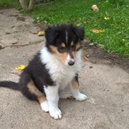 Collie langhåret Lassies Oh What An Onyx
