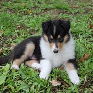 Collie langhåret Lassies Oh What An Onyx