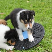 Collie langhåret Lassies Oh What An Onyx