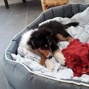 Collie langhåret Lassies Oh What An Onyx