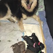 Finsk lapphund Holly