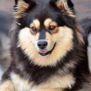 Finsk lapphund Holly