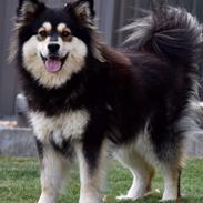Finsk lapphund Holly