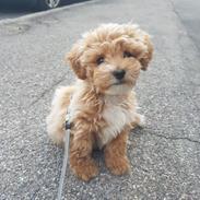 Blanding af racer Hugo