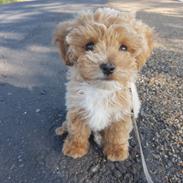 Blanding af racer Hugo