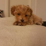 Blanding af racer Hugo