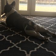 Fransk bulldog Bobbi