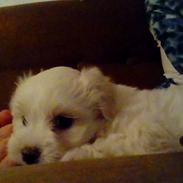 Coton de tulear Aphrodite "Dicte"