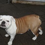 Engelsk bulldog Sonja