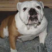 Engelsk bulldog Sonja