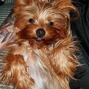 Yorkshire terrier Hugo Boss