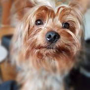 Yorkshire terrier Hugo Boss