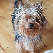 Yorkshire terrier Hugo Boss