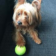 Yorkshire terrier Hugo Boss