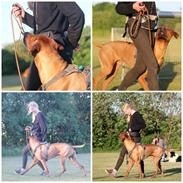 Rhodesian ridgeback Hazinas 7th Galactic Cosmos "Sam"