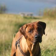 Rhodesian ridgeback Hazinas 7th Galactic Cosmos "Sam"