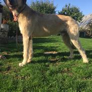 Irsk ulvehund Clonakilty av Black Glacier aka “Marvin”